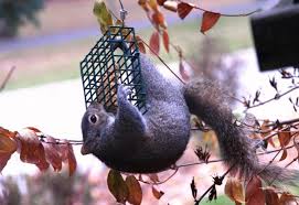 keep squirrels out of your bird feeder