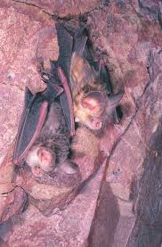 dusky leaf nosed bat the australian