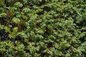 diffe types of bushes and shrubs