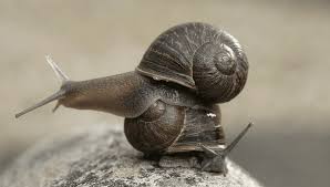 jeremy the world s loneliest snail