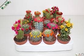 Freakish forms of their stalks, unprecedented fluffed and especially charming flowers. Indoor Plants Plants Buy Indoor Plants Online Indoor Plants
