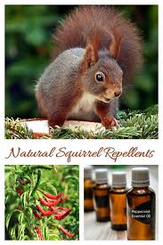 natural squirrel repellent ideas keep