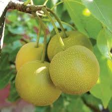 Hosui Asian Pear From Stark Bro S