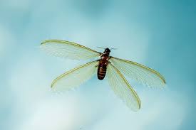 6 bugs that look like flying termites