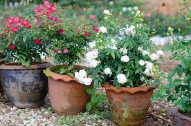 growing roses in pots easy step by