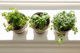 to grow herbs indoors on a sunny windowsill
