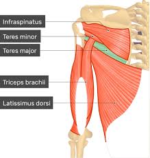 For instance, the sternocleidomastoid muscle of the neck has a dual origin on the sternum (sterno) and clavicle (cleido), and it inserts on the mastoid process of the temporal bone. Teres Major Muscle Attachments Action Innervation