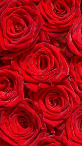 red roses hd phone wallpaper peakpx