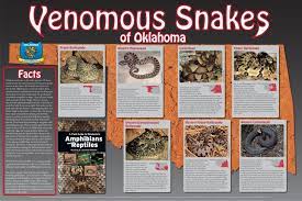 venomous snakes of oklahoma doents