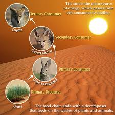 Desert ecosystems don't exist in a vacuum. A Bird S Eye View Of The Desert Food Chain Science Struck