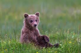 grizzly bear cub photography brown
