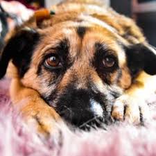 We seek to help potential adopters form new bonds that bring the joy and comfort of companionship for both pet and human guardian. Best Animal Hospitals Near Me March 2021 Find Nearby Animal Hospitals Reviews Yelp