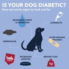 Symptoms of diabetes in dogs include weight loss, increased thirst and low energy. How Do I Know If My Dog Has Diabetes The Inside Scoop