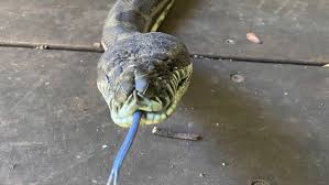 over 100 venomous snakes alligator and