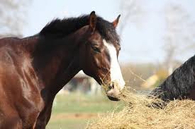straw and horse health features the