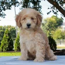 Whoodle puppies — before you buy… what's the price of whoodle puppies? Mini Whoodle Puppies For Sale Adopt Your Puppy Today Infinity Pups