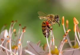 Interesting Facts About Bees Kare