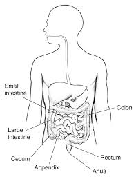 intestinal pseudo obstruction