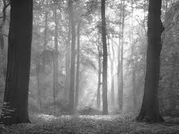 black and white woods wallpaper about