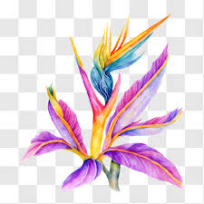 Paradise Flower Watercolor Painting Png