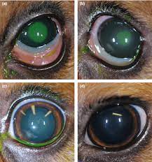 corneal wound healing in dogs