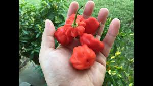 The brazilian starfish plant is prolific, producing. What S That Pepper Ep46 Brazilian Starfish Youtube