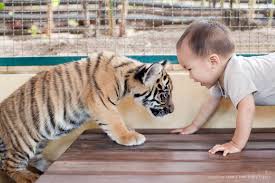 baby tigers thailand caroline tran