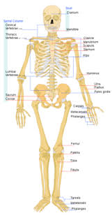 human bone anatomy function