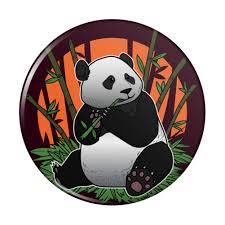 giant panda bear eating bamboo compact