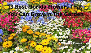 Florida Flowers That You Can Grow
