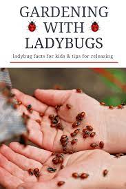 tips for gardening with ladybugs and