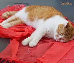 magic carpet play tent for cats