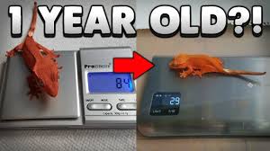 How Big Should My 1 Year Old Crested Gecko Be Gecko Growth Explained
