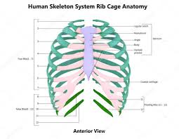 The true ribs consist of 8 ribs, each on the left and right sides of the chest wall. Human Skeleton System Rib Cage Bone Parts Described With Labels Anatomy Posterior View 3d 432084036 Larastock