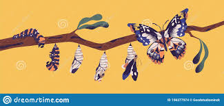 Ciclo De Vida De La Mariposa - Oruga, Larva, Pupa, EclosiÃ³n De ImÃ¡genes.  Etapas De Metamorfosis, Crecimiento Y TransformaciÃ³n Ilustración del  Vector - Ilustración de pupa, eclosión: 156377974