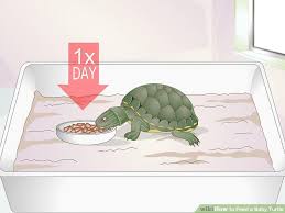 How To Feed A Baby Turtle 10 Steps With Pictures Wikihow