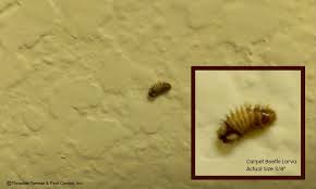 small annoyances carpet beetles