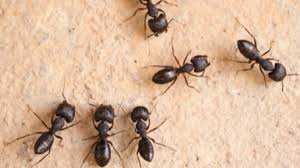 carpenter ant infestations
