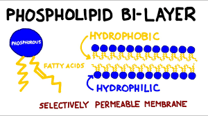 carbohydrates and lipids key