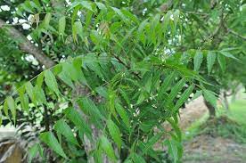 Pokok semambu atau juga dikenali sebagai daun mambu adalah sejenis tumbuhan dari keluarga mahogani iaitu meliaceae. Daun Semambu Antara Khasiat Dan Amaran Kitareporters Semua Boleh Jadi Reporter