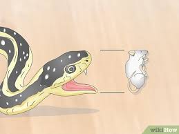 how to feed a snake frozen food with