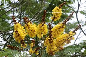 15 most colorful summer flowering trees