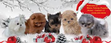Our teacup morkie (maltese & yorkie) puppy 'girl with luv' has exactly what you need! Micro Teacup Puppies For Sale From Top Breeder Home Facebook