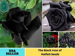 black halfeti rose perennial flower