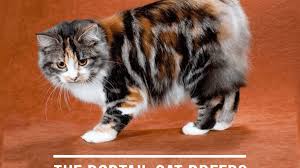 11 bobtail cat breeds the cats with a