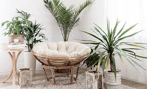 Types Of Palm Plants The Home Depot