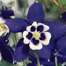 White flowers with wide cups that look as though they were dipped in apricot nectar. Spring Magic Navy And White Columbine Seeds Perennial Flower Seeds