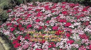 hybrid dianthus carpet mix seeds