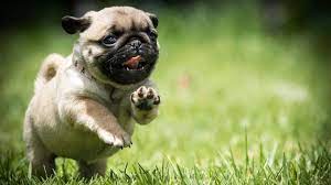 100 pug wallpapers wallpapers com