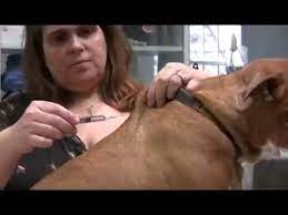 pet subcutaneous injections
